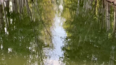 Trees reflecting in the water Stock Footage 232015186