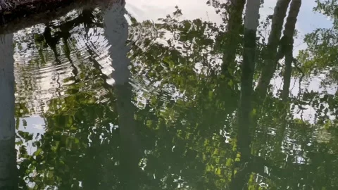 Trees reflecting in the water Stock Footage 232015187
