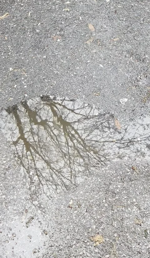 Trees reflecting on water Vídeo Stock 250012615