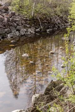 Trees Reflecting in Water Stock Photos