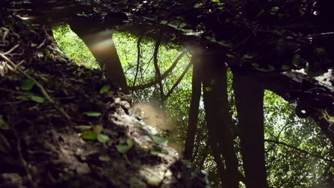 Trees reflecting in water surface of small stream. High quality audio of flowing Stock Footage 139074999