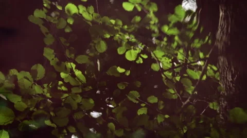 Trees reflecting in water surface of small stream. 4K. High quality audio. Stock Footage 143685675