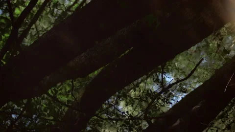 Trees reflecting in water surface of small stream. High quality audio Stock Footage 143686704