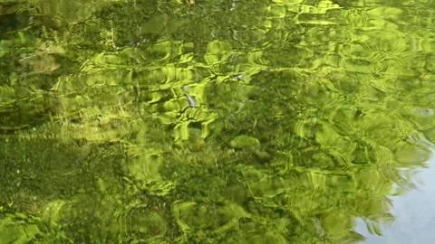 Trees reflecting on the waves of a mountain stream (slow motion) Stock-Footage 260838491