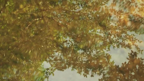 Trees reflection in calm water background loop. 스톡 동영상 332830056