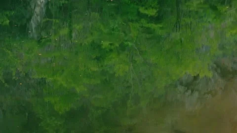 Trees reflection on clean lake water, close up Stock Footage 170027656