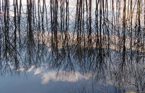 Trees reflection Stock Photos