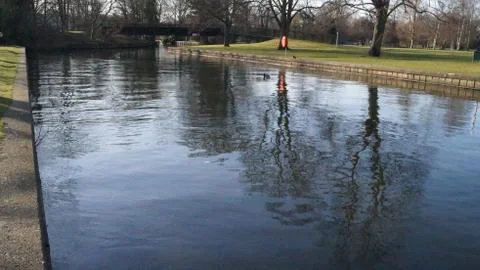 Trees reflection Stock Photos