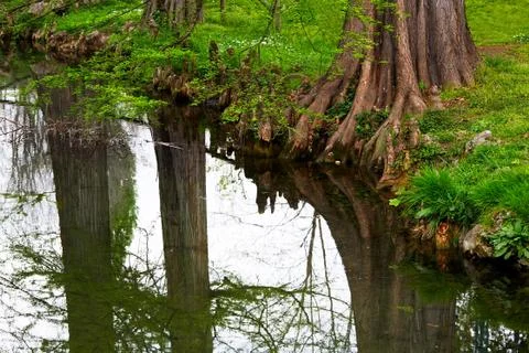 Trees reflection Stock Photos