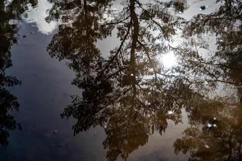 Trees Reflection In Puddle Stock Photos