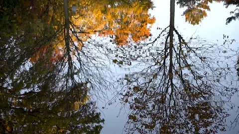 Trees reflection on the river during autumn Stock Footage 240835872