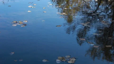 Trees reflection in a river 스톡 동영상 62854447