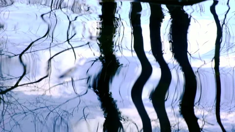 Trees reflection in the river Stock Footage 147733517