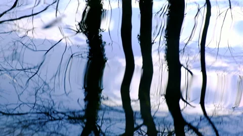 Trees reflection in the river Stock Footage 147733530