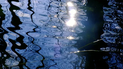 Trees reflection in the river Stock Footage 147733611