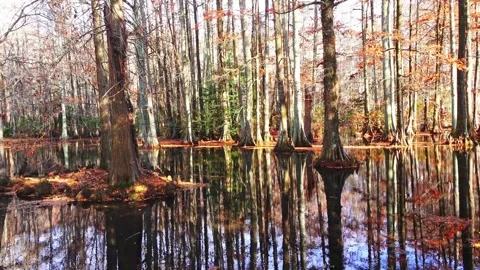 Trees Reflection on Swan Lake Stock Footage 320383254