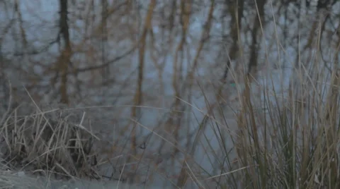Tree's reflection on water Stock Footage 35932199