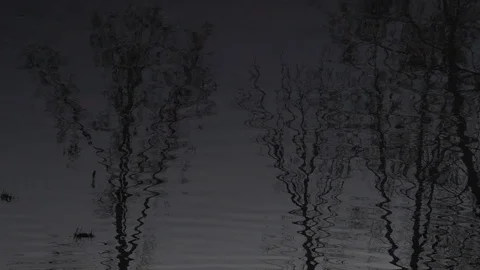 Trees reflection in the water Video stock 95280226