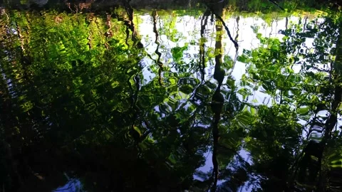 Trees reflection in the water Stock Footage 136528410