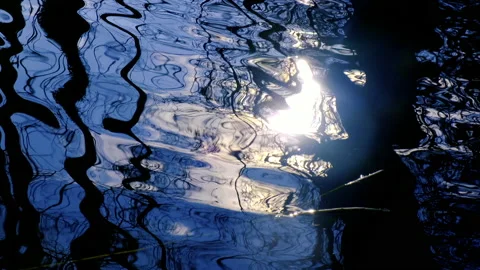 Trees reflection in the water Stock Footage 147735731