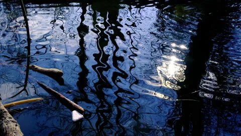Trees reflection in the water Stock Footage 147735759