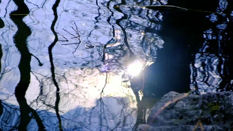 Trees reflection in the water Stock Footage 147735785