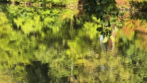 Trees reflection on water surface and alder branch over water Stock Footage 339790991