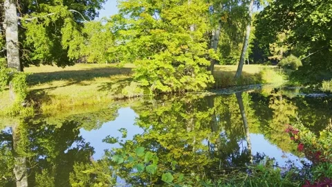 Trees reflection on water surface and old aspens on shore Stock Footage 339791117