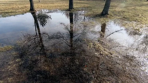 Trees reflection in water. Water surface texture Stock Footage 88699226