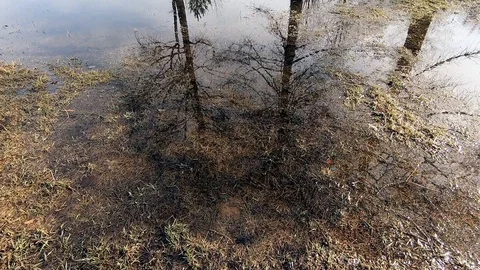 Trees reflection in water. Water surface texture Stock Footage 88699238