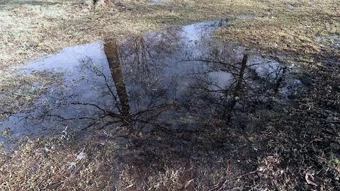 Trees reflection in water. Water surface texture Stock Footage 88699243