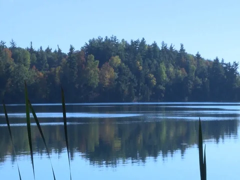 The trees Reflexion in a lake Video stock 80161515