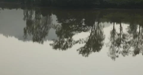 Trees Refliction in the water Stock Photos