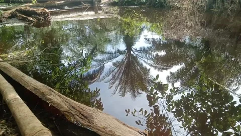 Trees replection on water Stock Footage 213533726