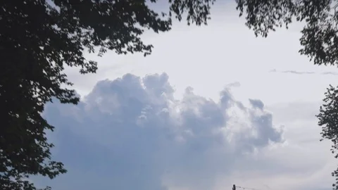 Trees revealing clouds Stock Footage 90098264