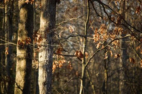 Trees in Richmond Stock Photos