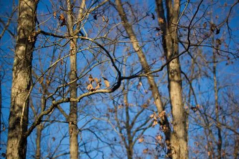 Trees in Richmond Stock Photos