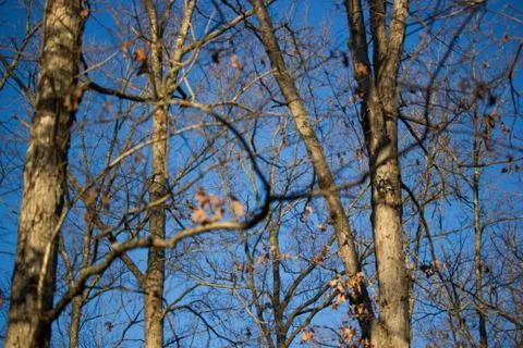 Trees in Richmond 스톡 사진