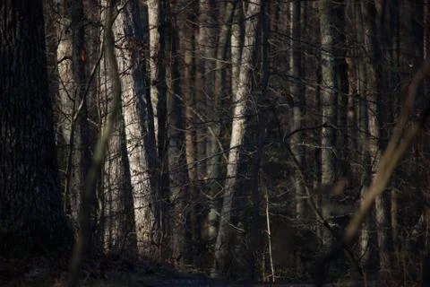 Trees in Richmond Stock Photos