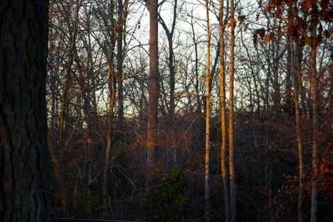 Trees in Richmond Stock Photos