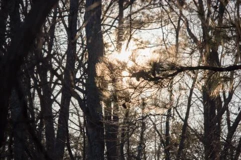 Trees in Richmond Stock Photos