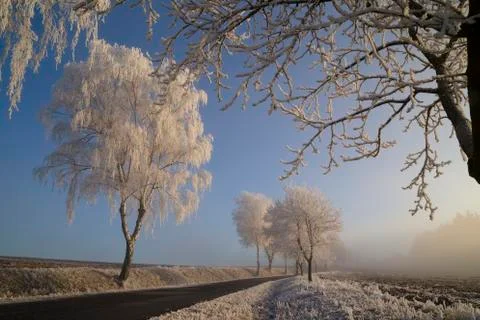 Trees with rime Stock Photos