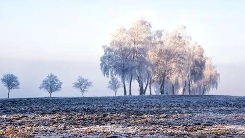 Trees with rime Stock Photos