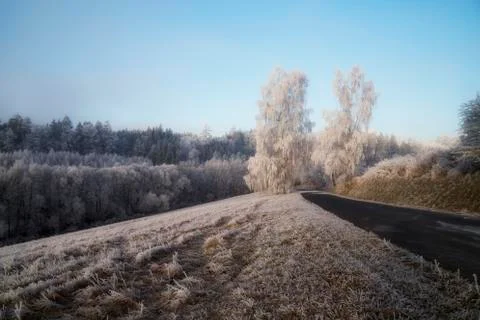 Trees with rime Stock Photos