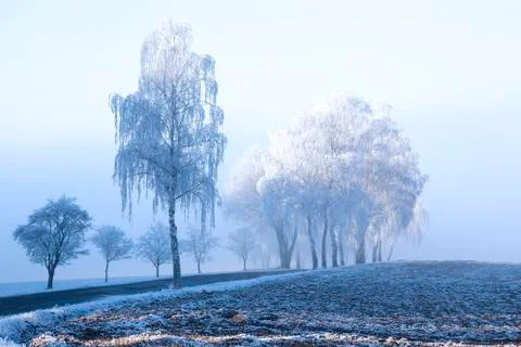 Trees with rime Stock Photos