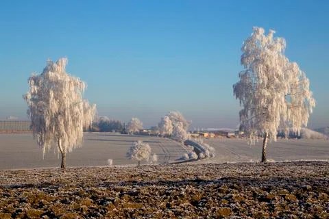 Trees with rime Stock Photos
