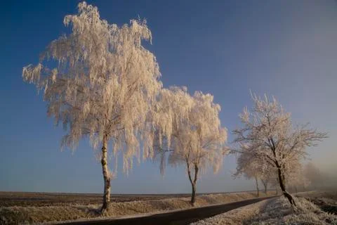 Trees with rime Stock Photos