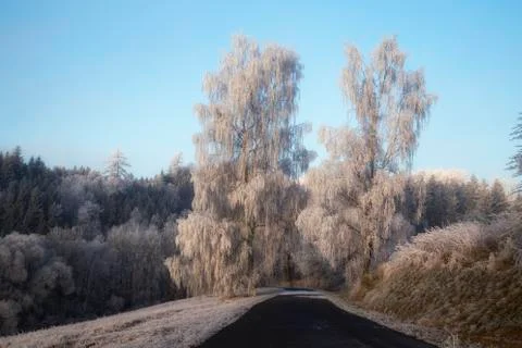 Trees with rime Stock Photos