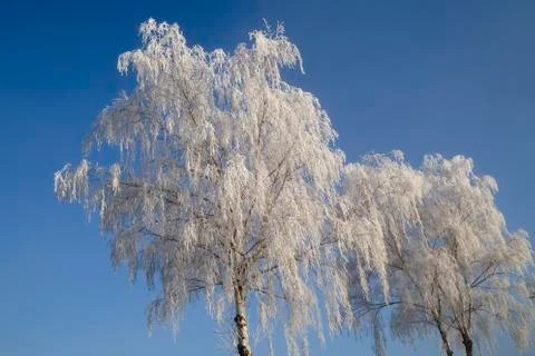 Trees with rime Stock Photos