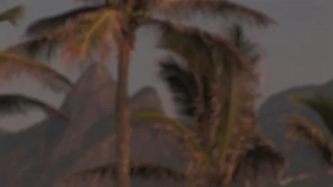 Trees of Rio - September 16th, 2010 Stock Footage 313742509
